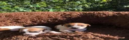 Jack Russell Terrier perros en venta: Preciosa camada de Jack Russell  - Anuncio 4