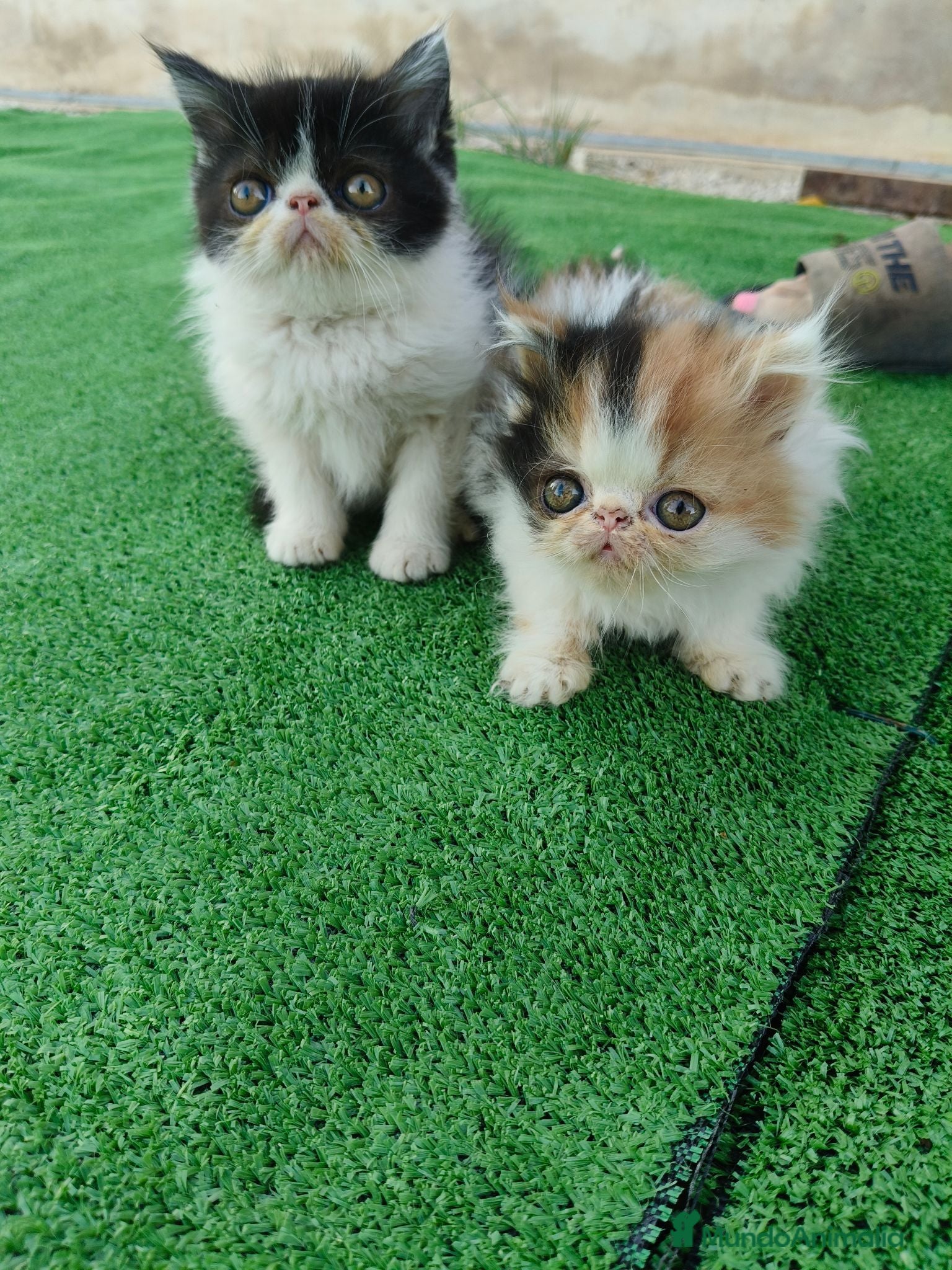 Persa gatos Gatitos persas de compañia - Anuncio 35