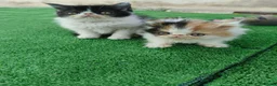 Persa gatos en venta: Gatitos persas de compañia - Anuncio 5