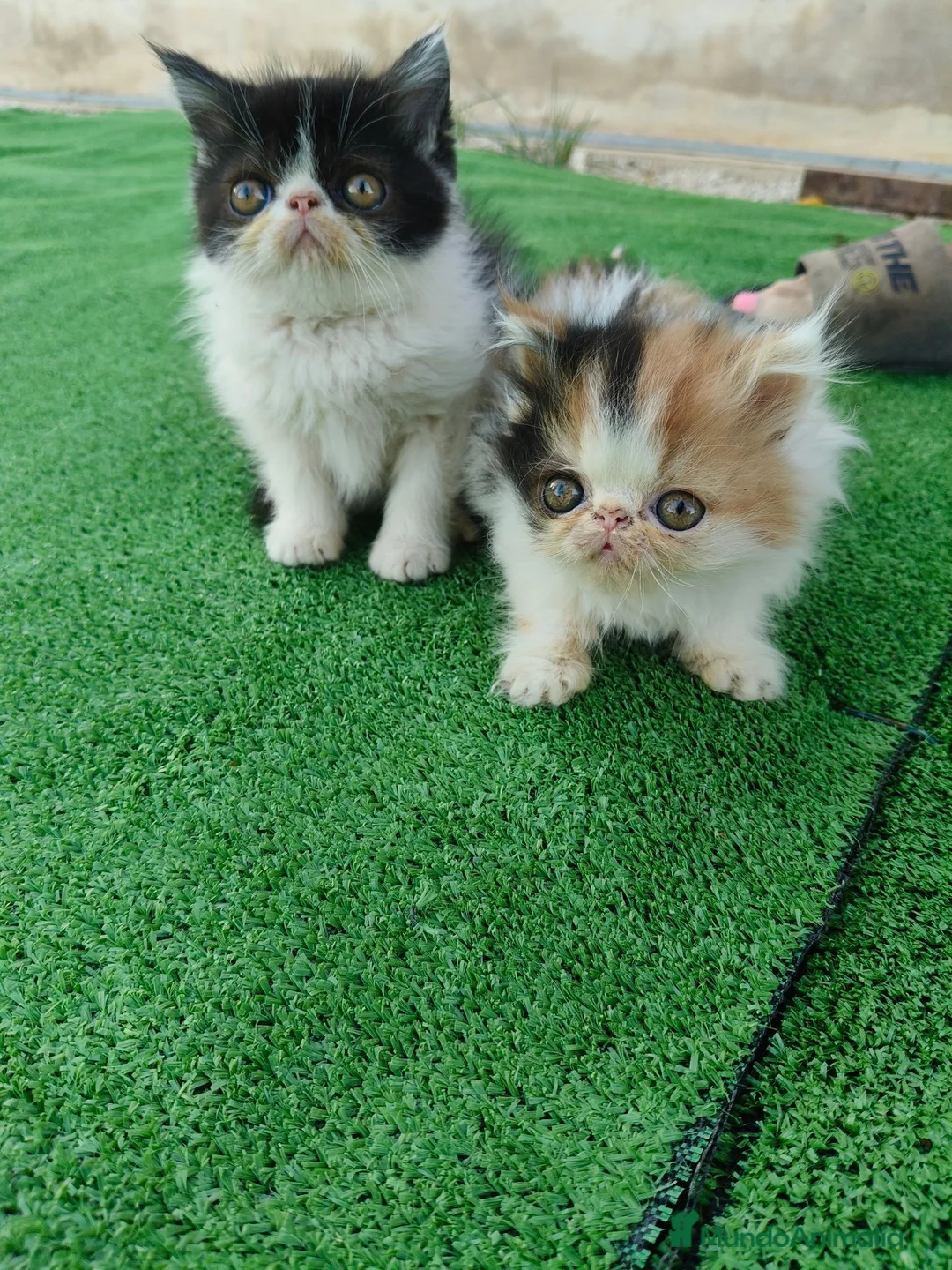 Persa gatos en venta: Gatitos persas de compañia - Anuncio 1