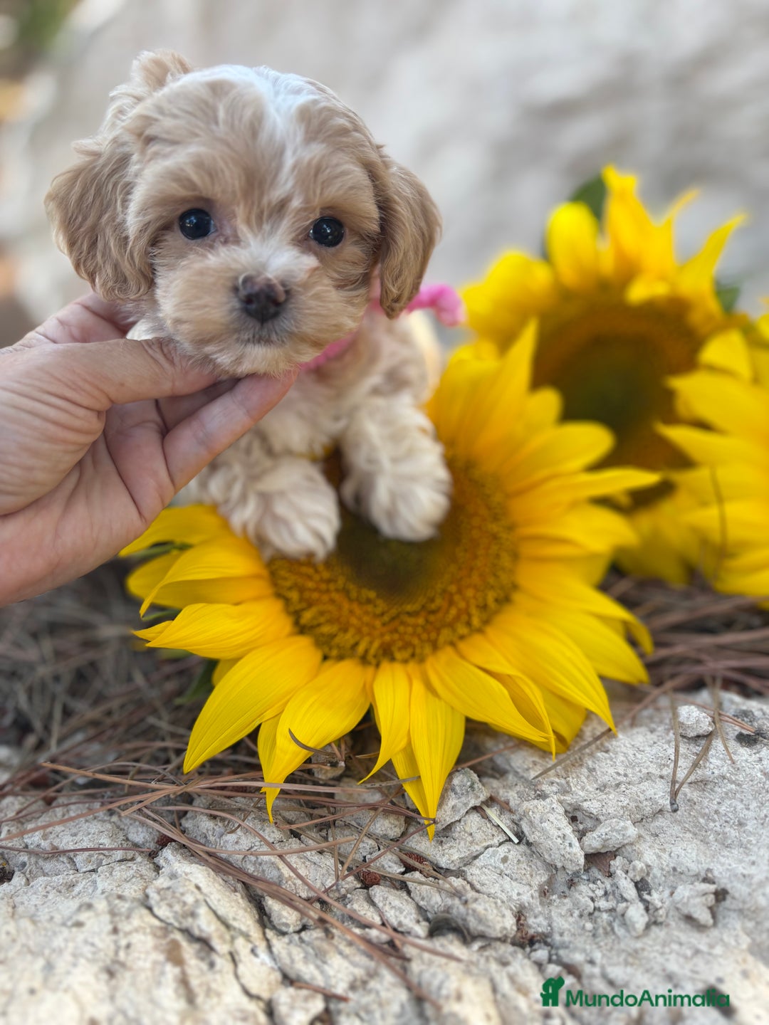 Maltipoo perros en venta: Maltipoo excelentes cachorritas  - Imagen 4