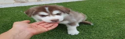 Husky Siberiano perros en venta: Husky rojos y chocolate tricolor - Anuncio 4