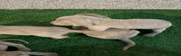 Weimaraner perros en venta: 🐾 BRACO DE WEIMAR – CAMADA EXCLUSIVA 💎 - Anuncio 6