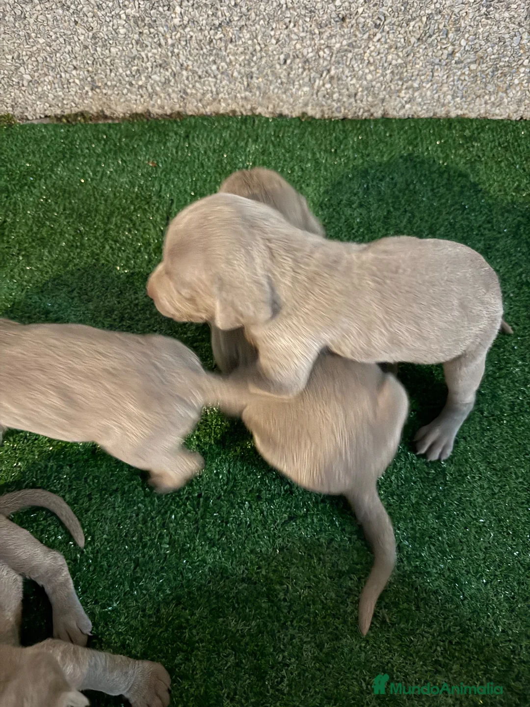 Weimaraner perros en venta: 🐾 BRACO DE WEIMAR – CAMADA EXCLUSIVA 💎 - Anuncio 6