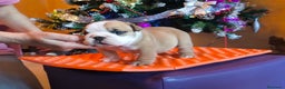 Bulldog Inglés perros en venta: Bulldog ingles de calidad MACHO  - Anuncio 3