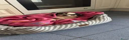 Chihuahua perros para monta: Chihuahua cabeza manzana  - Anuncio 2