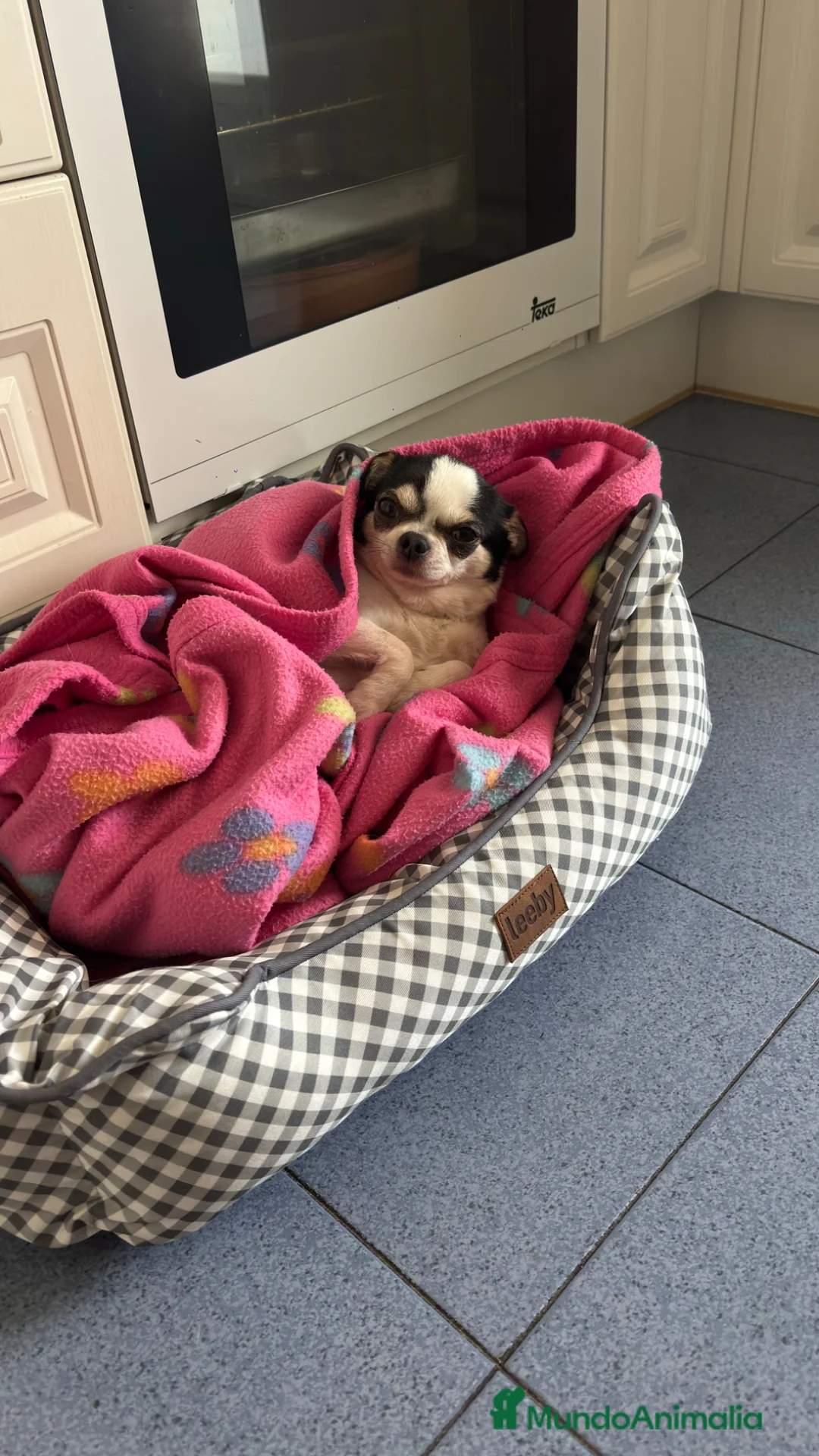Chihuahua perros para monta: Chihuahua cabeza manzana  - Anuncio 2