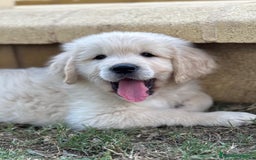 Golden Retriever perros en venta: Golden retriver  - Imagen 2