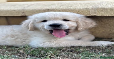 Golden Retriever perros - Anuncio 11