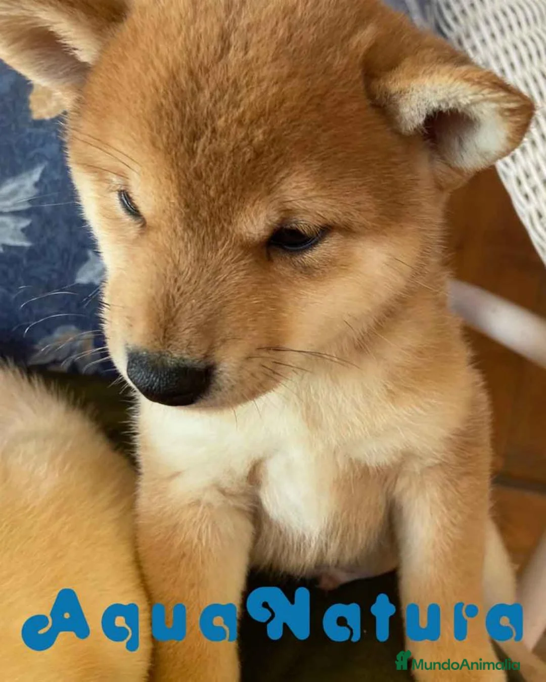 Shiba Inu perros en venta: Shiba Inu Macho 5289 de Melani - AQUANATURA en Barcelona - Anuncio 4