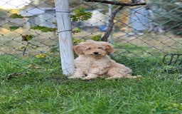 Caniche Enano perros en venta: Caniche enano aprocot - Imagen 1