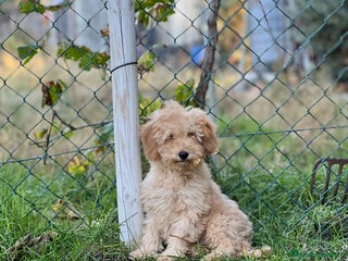 Caniche Enano perros - Anuncio 14