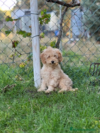 Caniche Enano perros - Anuncio 1