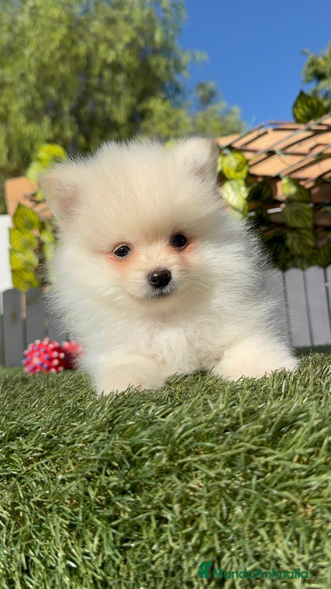 Pomerania perros en venta: POMERANIA - Imagen 6
