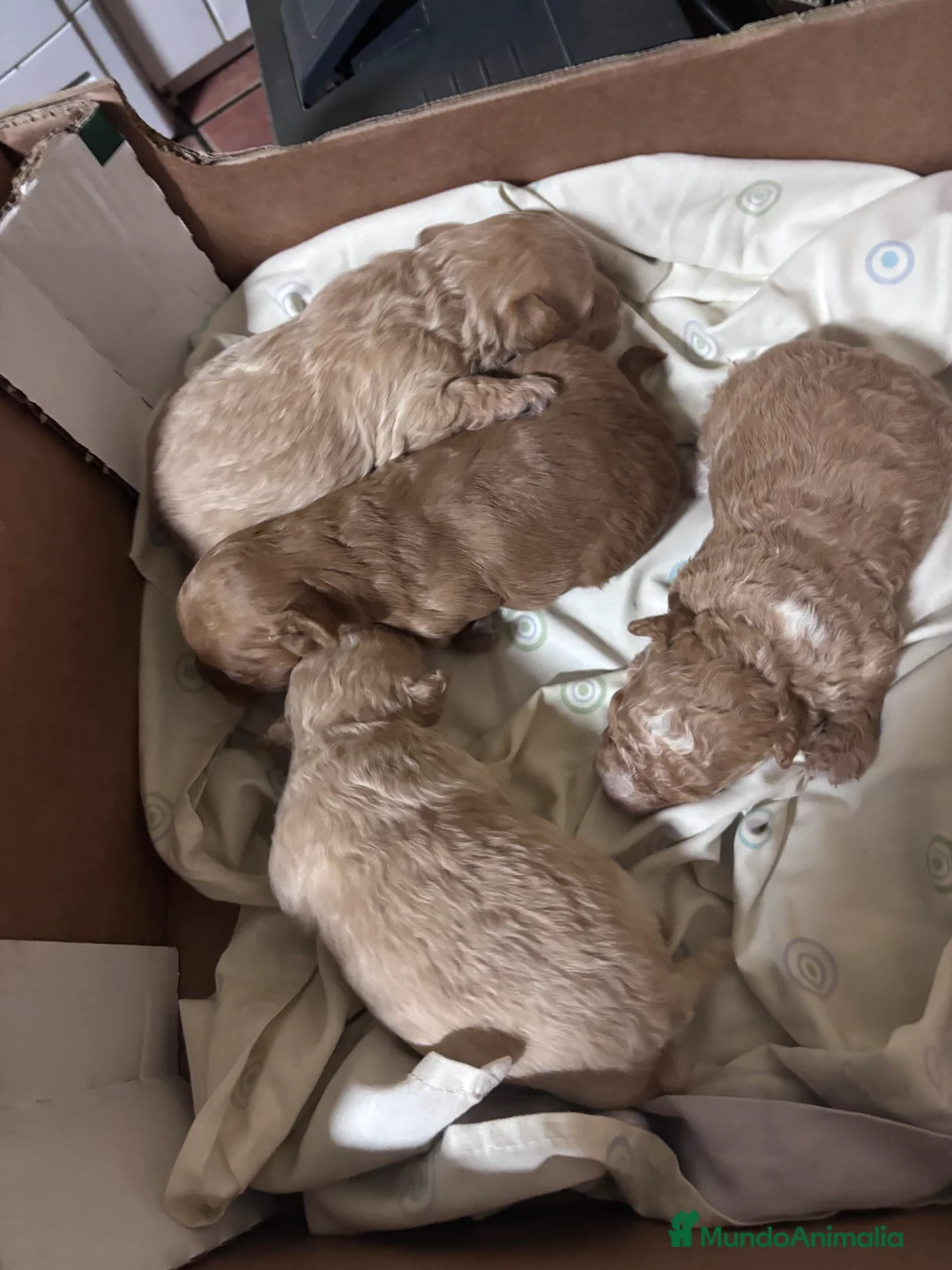 Caniche Toy perros en venta: Excelente camada de Caniche toy apricot  - Anuncio 3