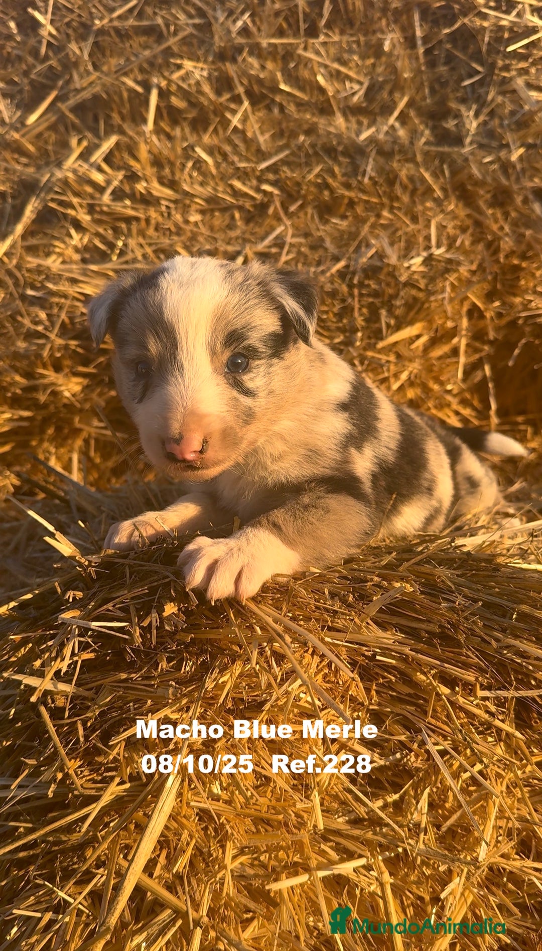 Border Collie perros en venta: Border Collie Blue Merle - Anuncio 22