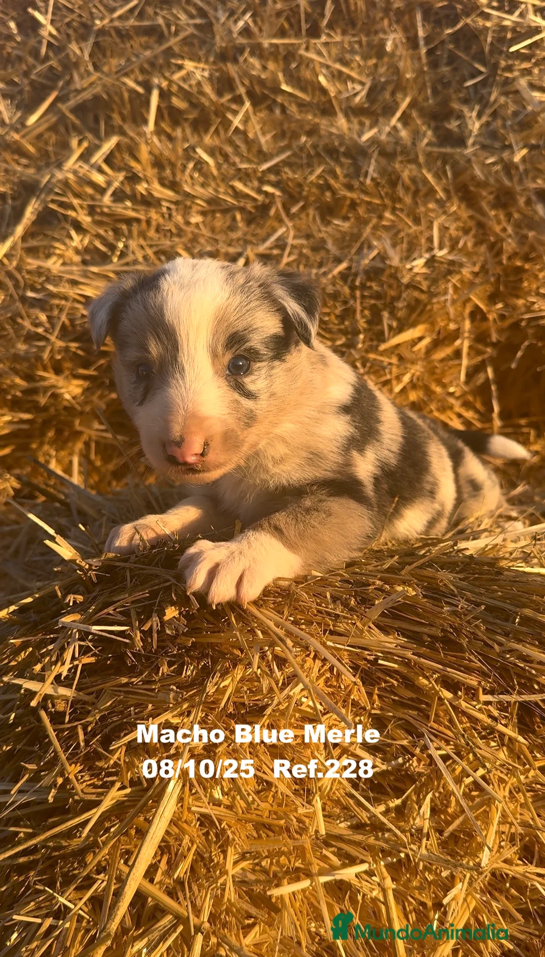 Border Collie perros en venta: Border Collie Blue Merle - Anuncio 22