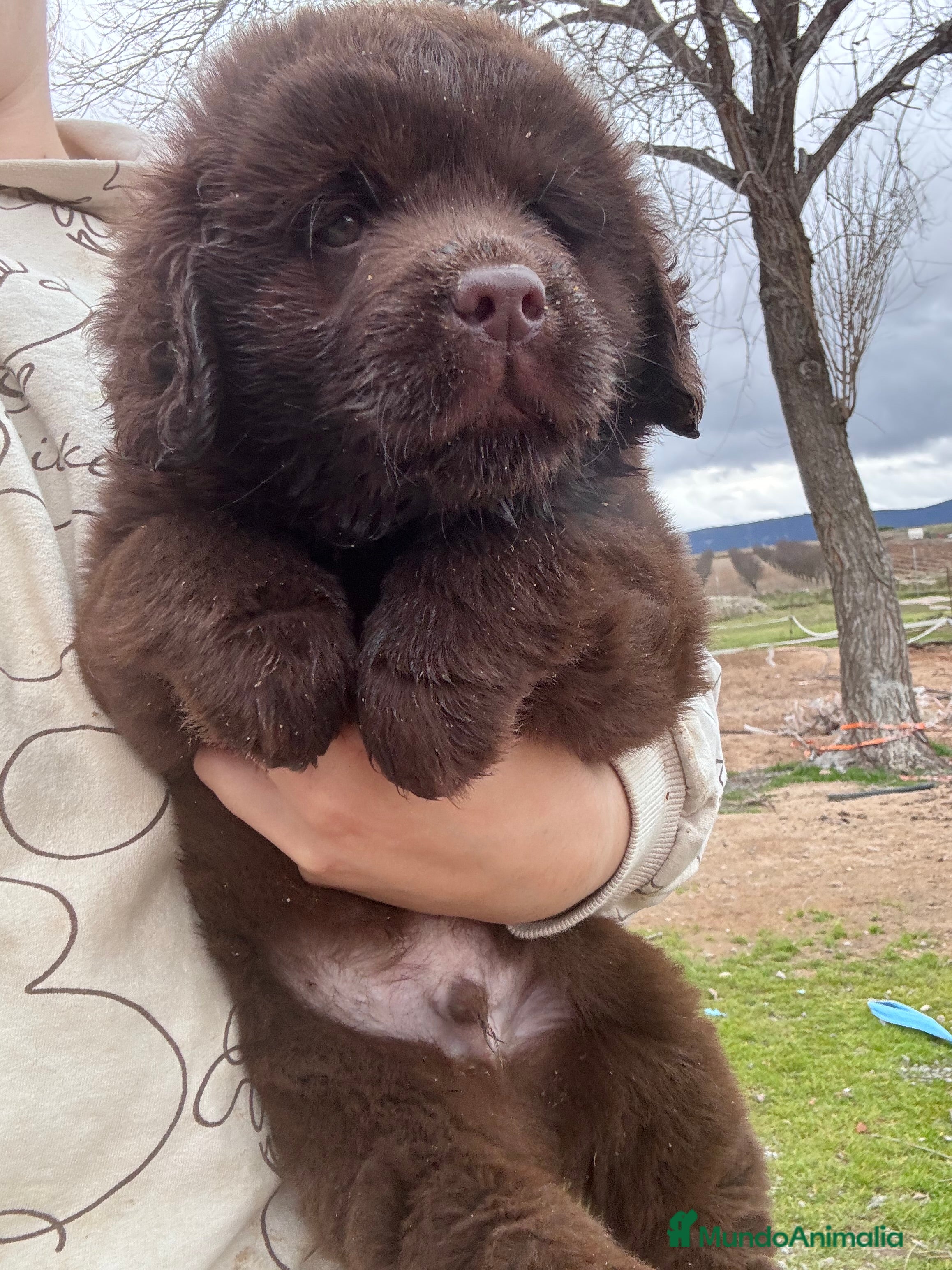 Labrador Retriever perros Macho labrador retrievee - Anuncio 2