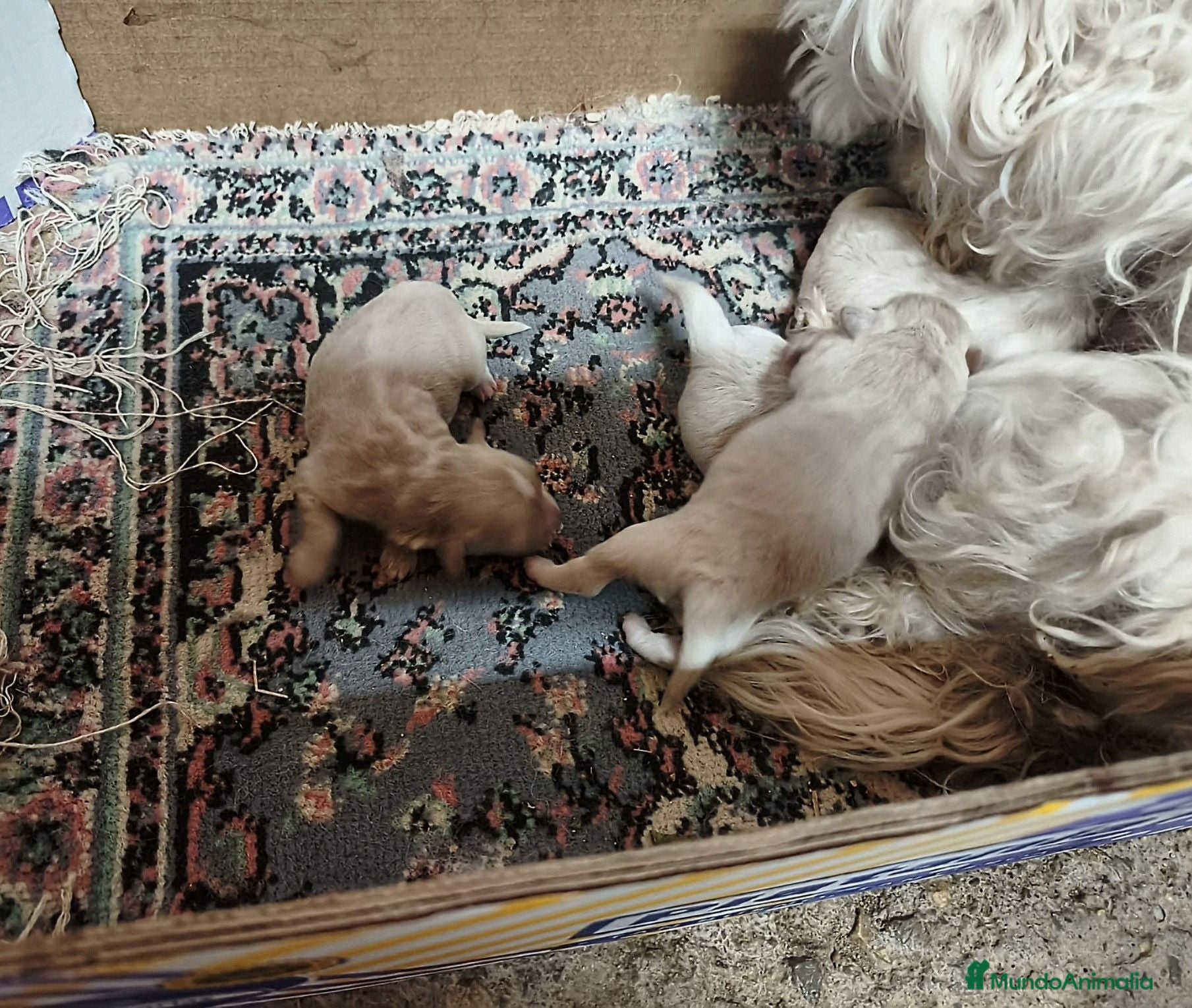 Maltipoo perros PRECIOSA CAMADA DE MALTIPOOS  - Anuncio 1