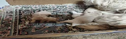 Maltipoo perros en venta: PRECIOSA CAMADA DE MALTIPOOS  - Anuncio 1