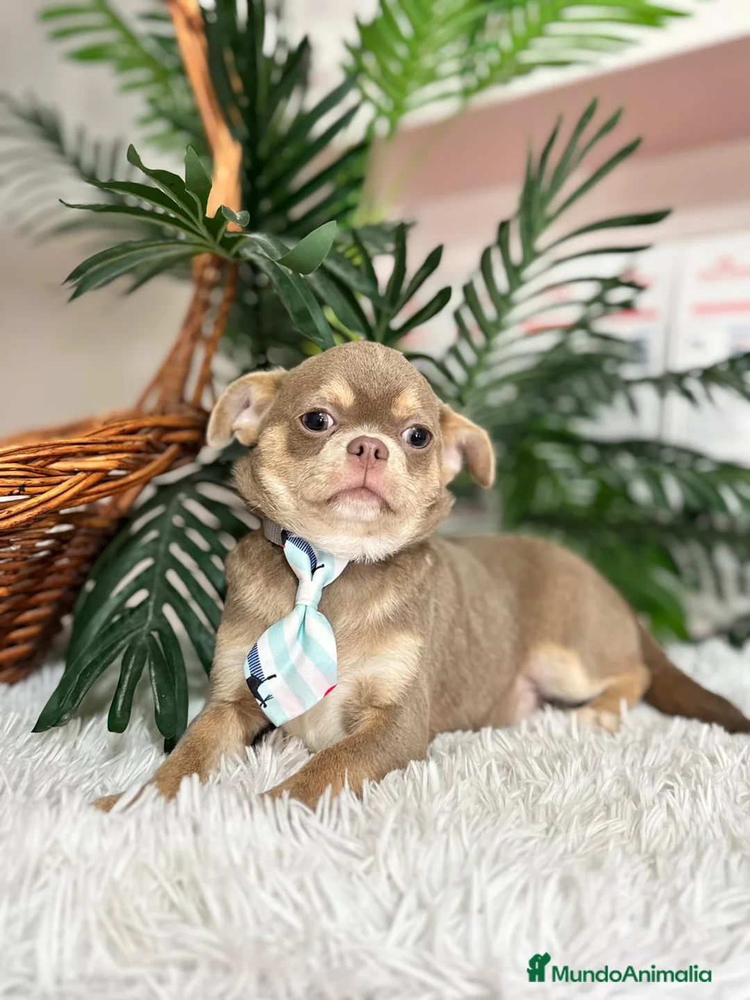 Chihuahua perros en venta: CHIHUAHUA BLUE 6 MESES - Anuncio 1