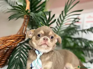 Chihuahua perros CHIHUAHUA BLUE 6 MESES - Anuncio 1