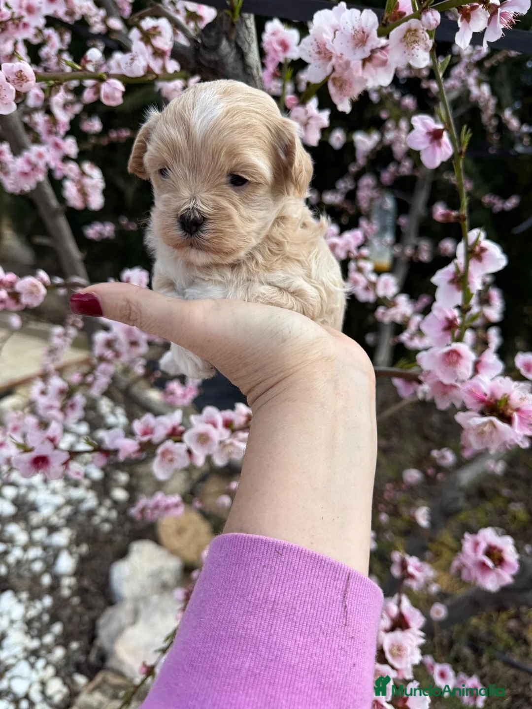 Maltipoo perros en venta: Maltipoo Particolor!!!! - Anuncio 1