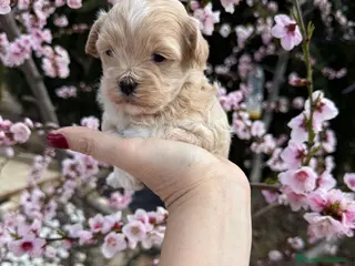 Maltipoo perros Maltipoo Particolor!!!! - Anuncio 1
