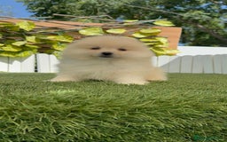 Pomerania perros en venta: POMERANIA BLANCA HEMBRA  - Imagen 3
