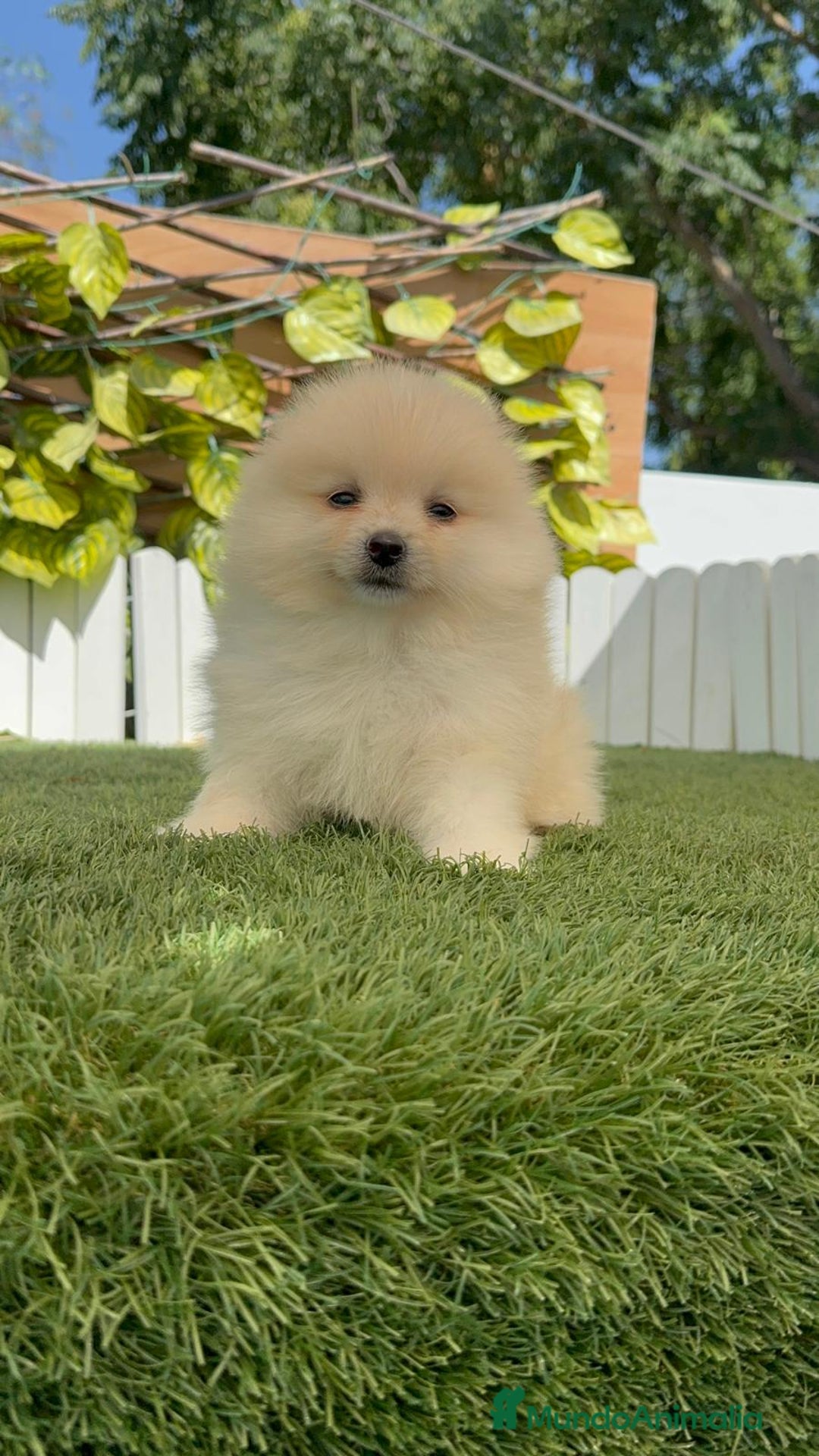 Pomerania perros en venta: POMERANIA BLANCA HEMBRA  - Imagen 3