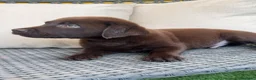 Labrador Retriever perros en venta: Labrador retriever chocolate  - Anuncio 7