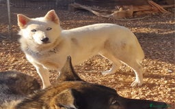 Husky Siberiano perros en adopcion: Husky siberiano en Adopción  - Imagen 1