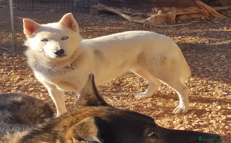 Husky Siberiano perros - Anuncio 1