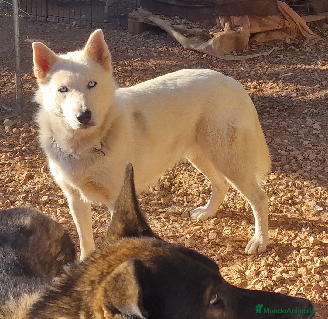 Husky Siberiano perros en adopcion: Husky siberiano en Adopción  - Imagen 1