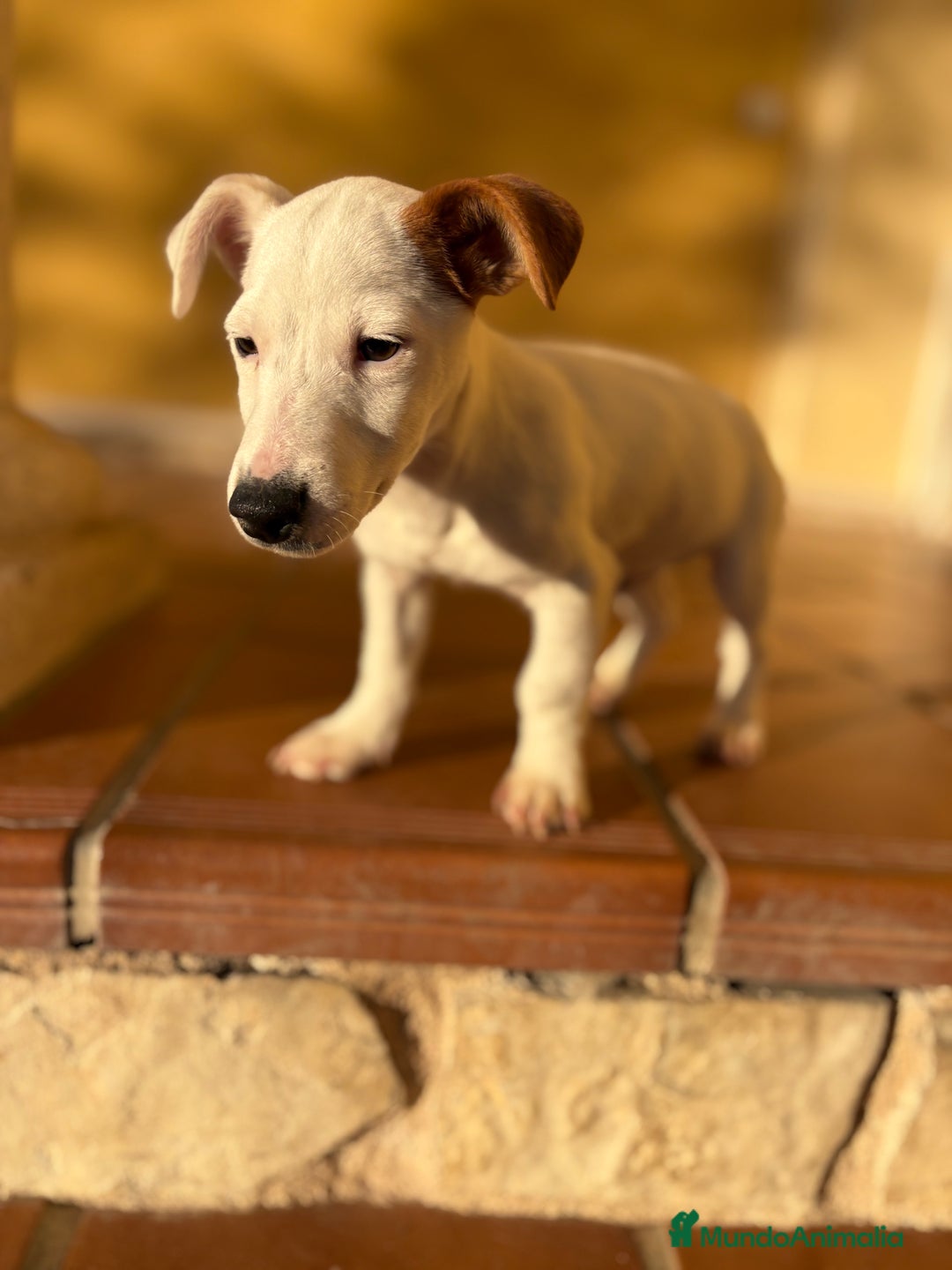 Jack Russell Terrier perros en venta: Cachorro macho de Jack Russell  - Anuncio 16