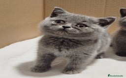 Británico de Pelo Corto gatos en venta: British Shorthair  - Imagen 2