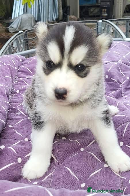 Husky Siberiano perros en venta: ‼️‼️husky siberianos padres importados de rusia - Anuncio 28