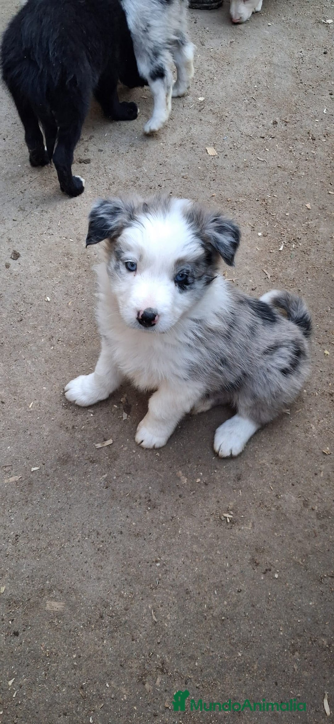 Border Collie perros en venta: Boder collie Navalcarnero  - Anuncio 3