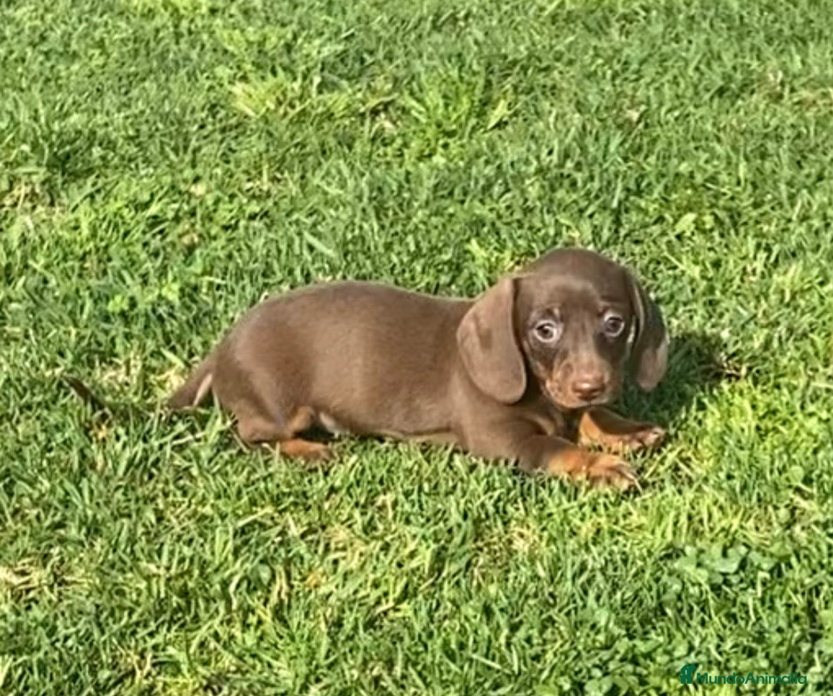 Teckel Miniatura perros Excelente Teckel Kaninchen chocolate .601144783 - Anuncio 5