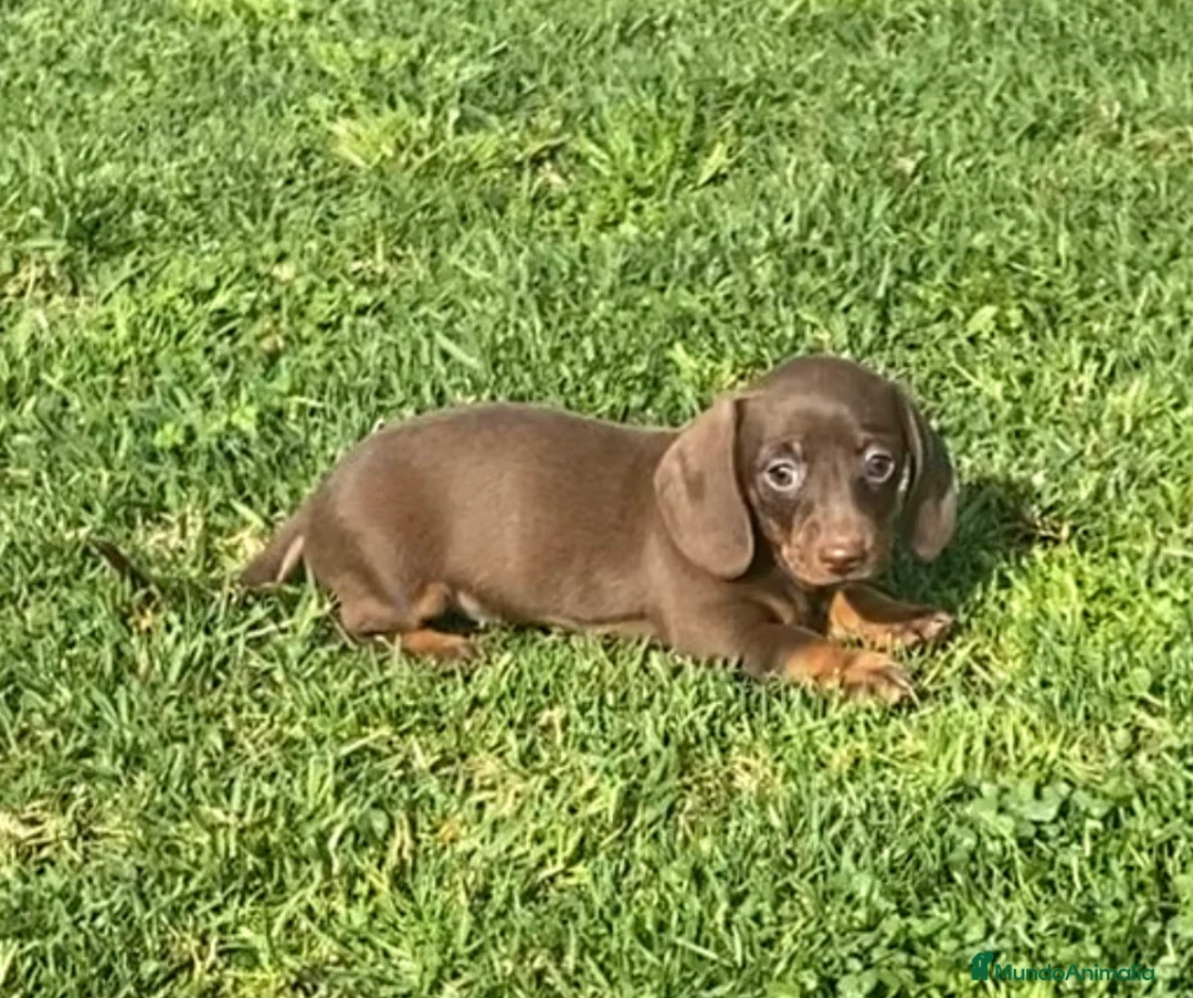 Teckel Miniatura perros en venta: Excelente Teckel Kaninchen chocolate .601144783 - Anuncio 1