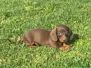 Teckel Miniatura perros Excelente Teckel Kaninchen chocolate .601144783 - Anuncio 5