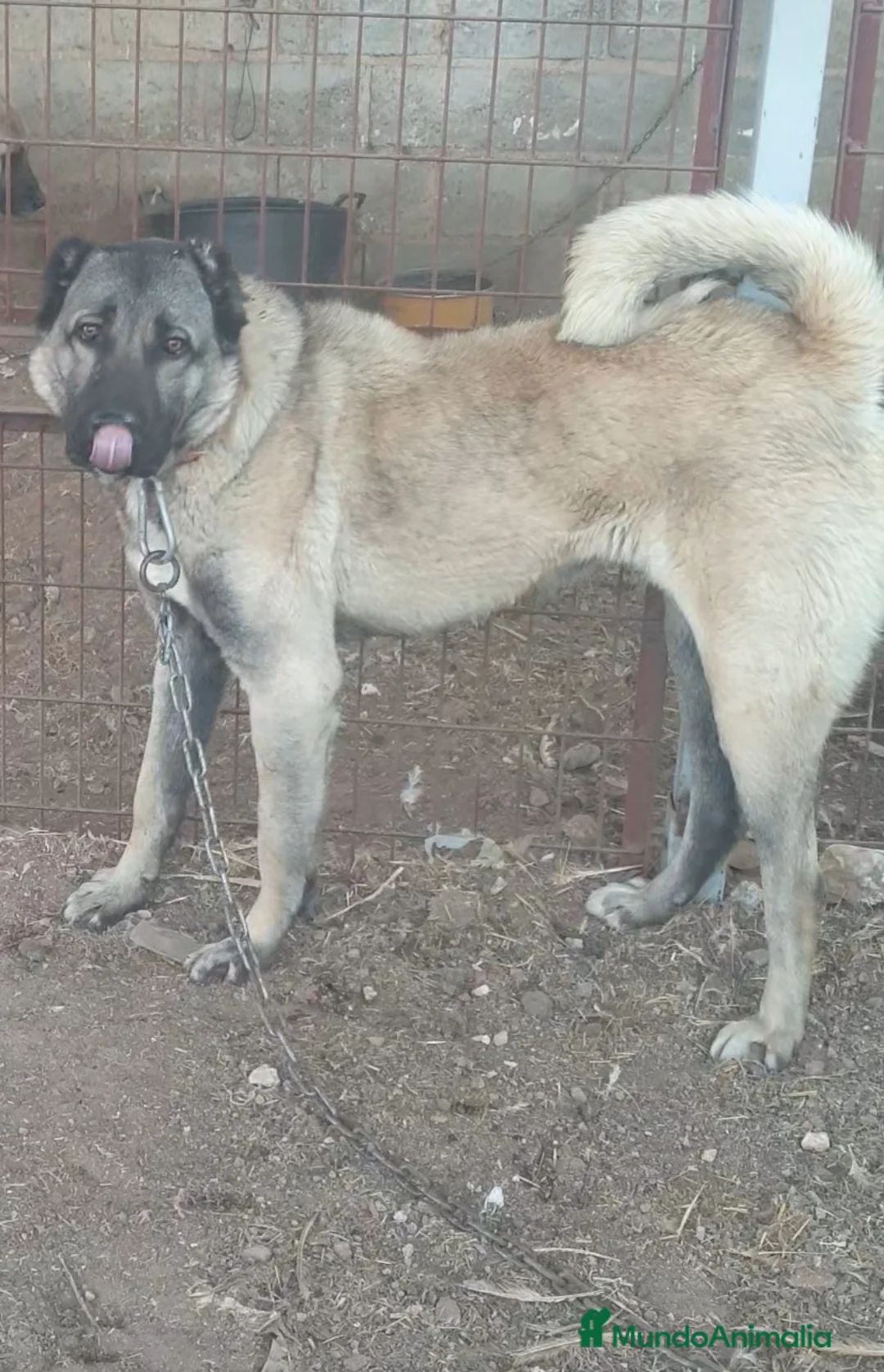 Mastín Español perros en venta: Cachorros kangal turco panther pedigree - Anuncio 3