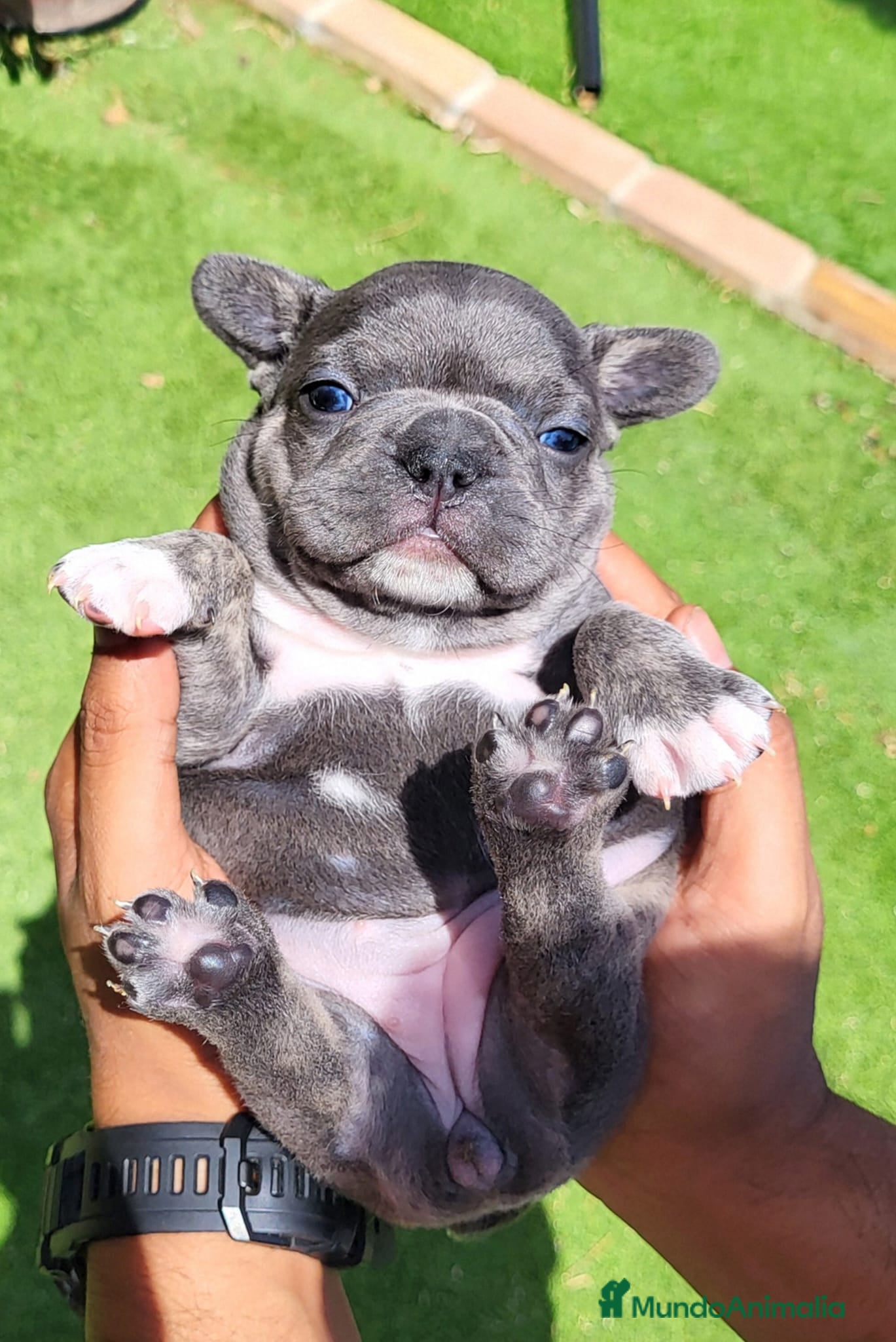 Bulldog Francés perros Bulldog francés blue - Anuncio 1