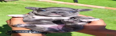Bulldog Francés 1