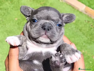 Bulldog Francés perros Bulldog francés blue - Anuncio 2