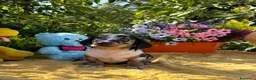 Teckel Miniatura perros en venta: Preciosa camada teckel mini - Anuncio 8