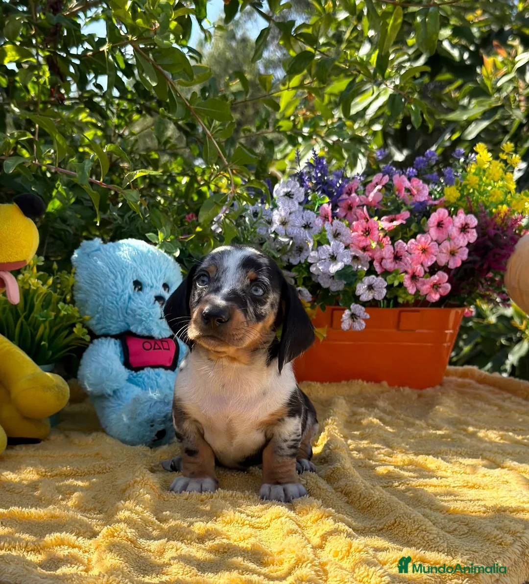 Teckel Miniatura perros en venta: Preciosa camada teckel mini - Anuncio 8