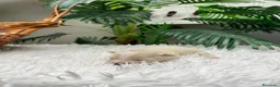 Maltipoo perros en venta: MALTIPOO HEMBRA - Anuncio 2