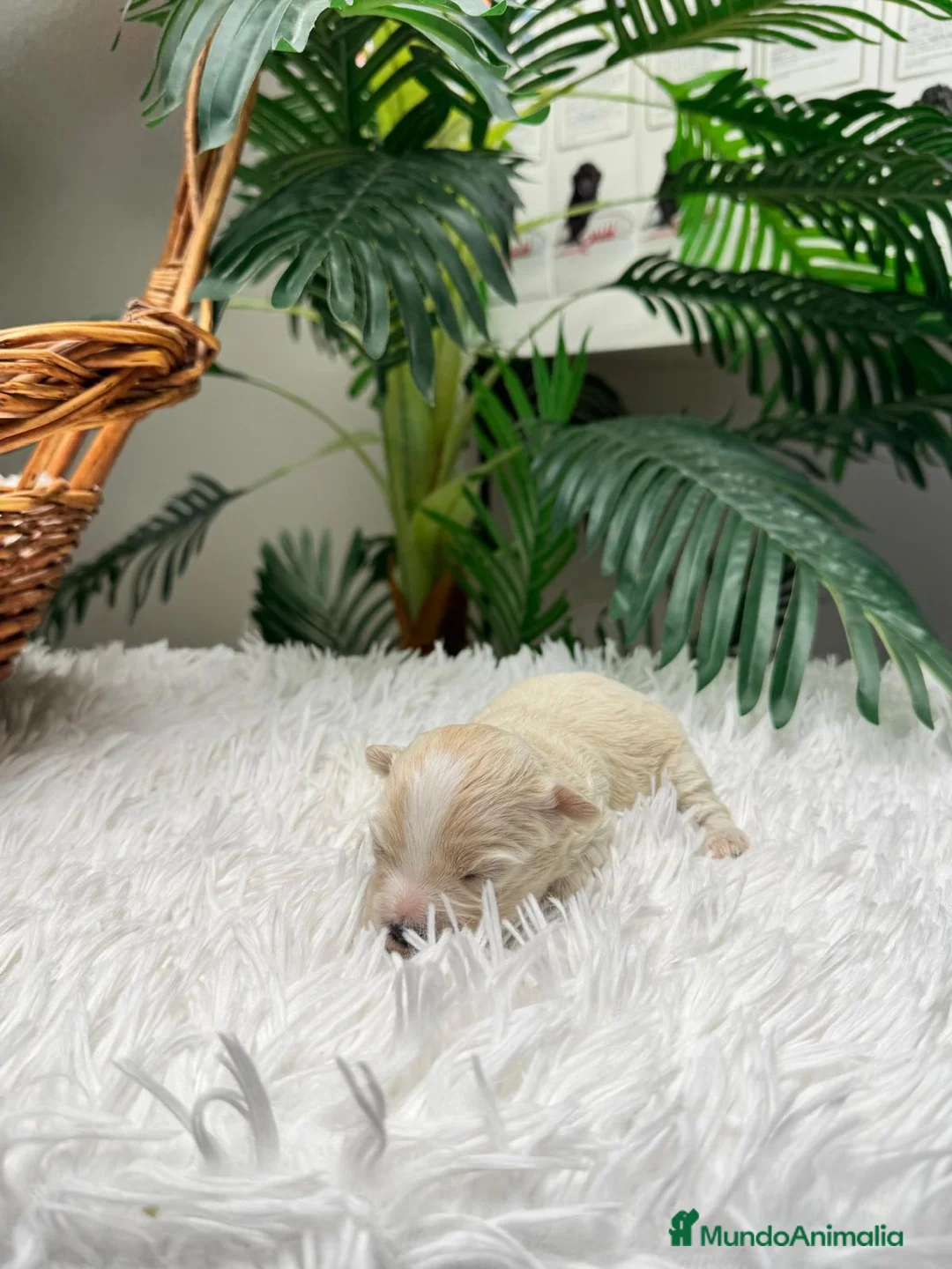 Maltipoo perros en venta: MALTIPOO HEMBRA - Anuncio 2