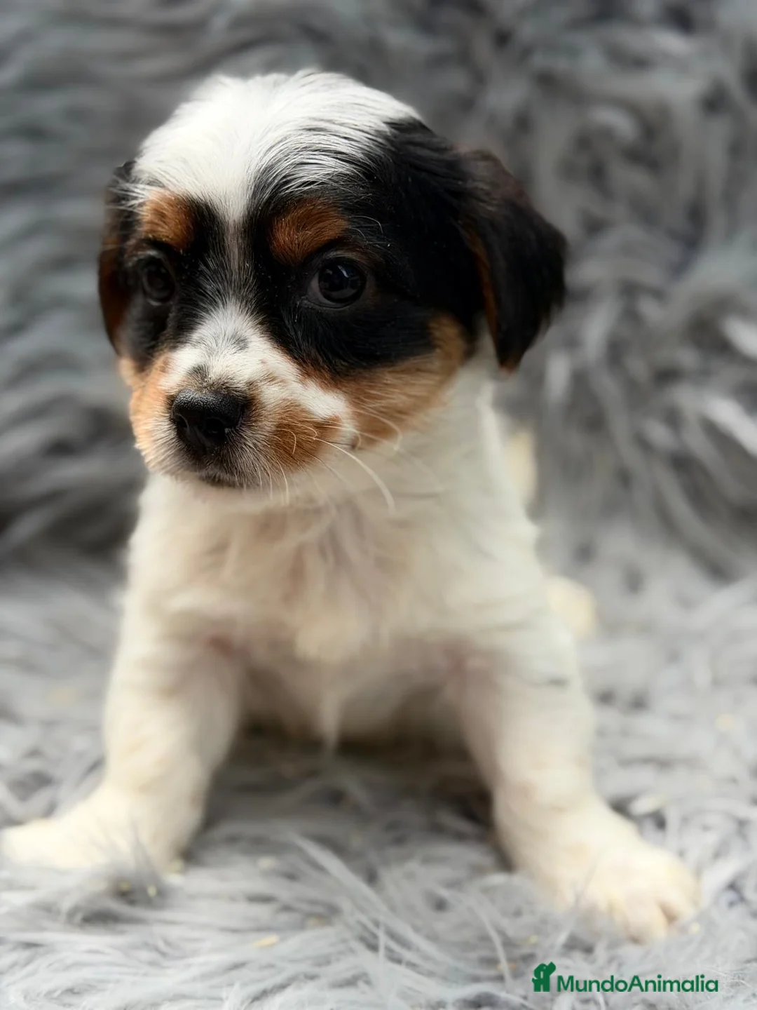 Biewer Yorkshire Terrier a la Pom Pon perros en venta: Preciosos Biewer  - Anuncio 2
